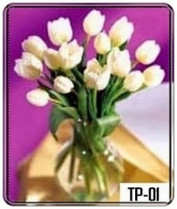Keindahan dari Bunga Tulip Putih Keindahan dari Bunga Tulip Putih