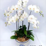 Bunga Anggrek Bulan Ucapan Ulang Tahun