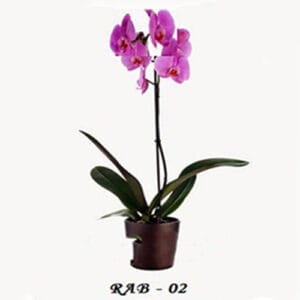 Toko Bunga Anggrek Bulan Jakarta - Jual Anggrek Terlengkap